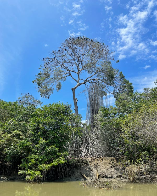 Manglar La Boca