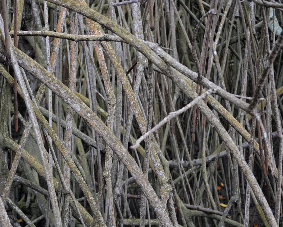 Manglar La Boca